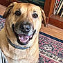 dog, smiling, indoor, carpet, furniture, bookshelf, brown_dog, pet, canine, collar, happy, animal, floor, wooden_furniture, closeup, portrait, domestic_animal, mammal, friendly, companion
