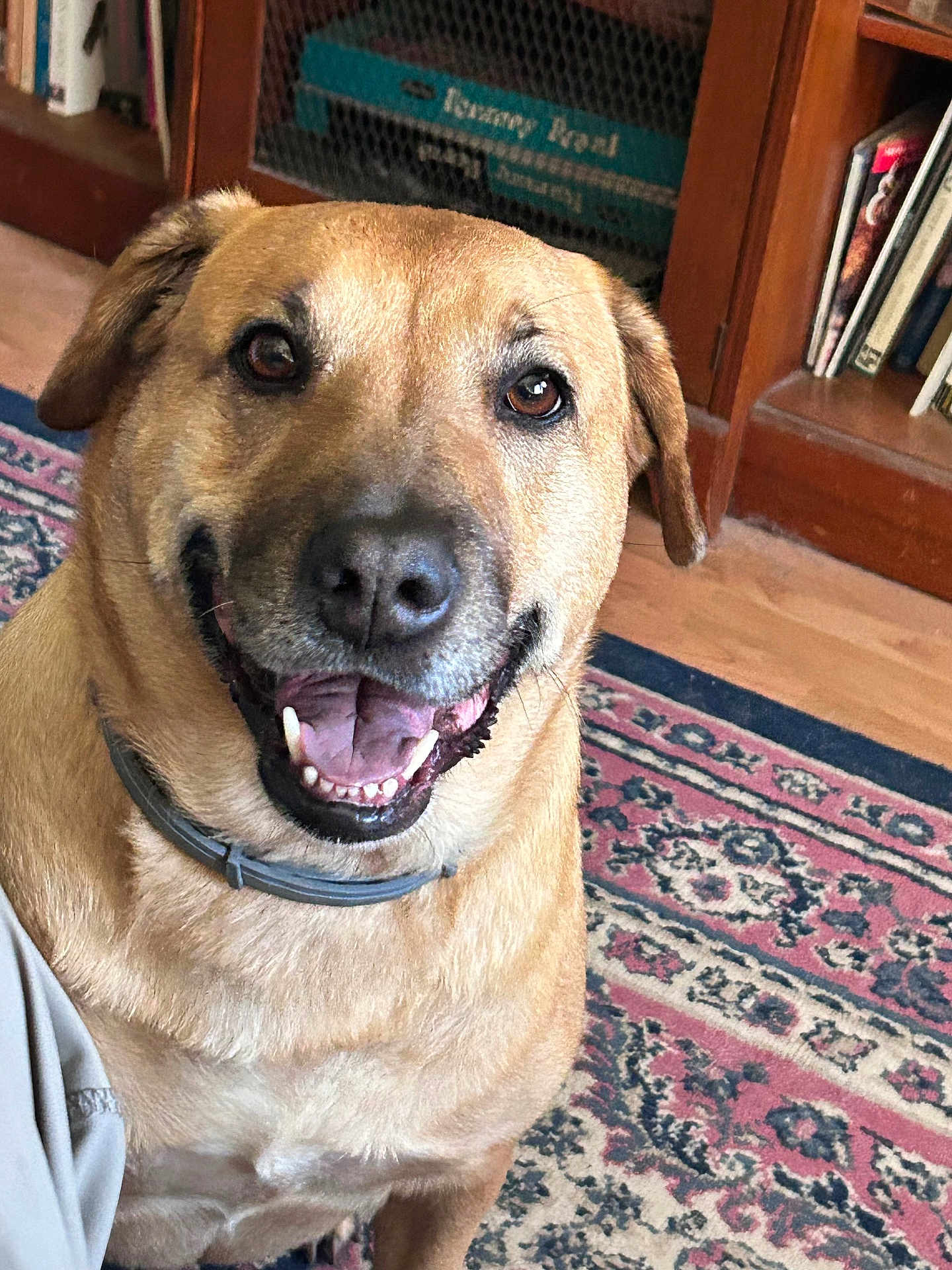 Sissy is registered to the contest to win money with this photo: dog, smiling, indoor, carpet, furniture, bookshelf, brown_dog, pet, canine, collar, happy, animal, floor, wooden_furniture, closeup, portrait, domestic_animal, mammal, friendly, companion