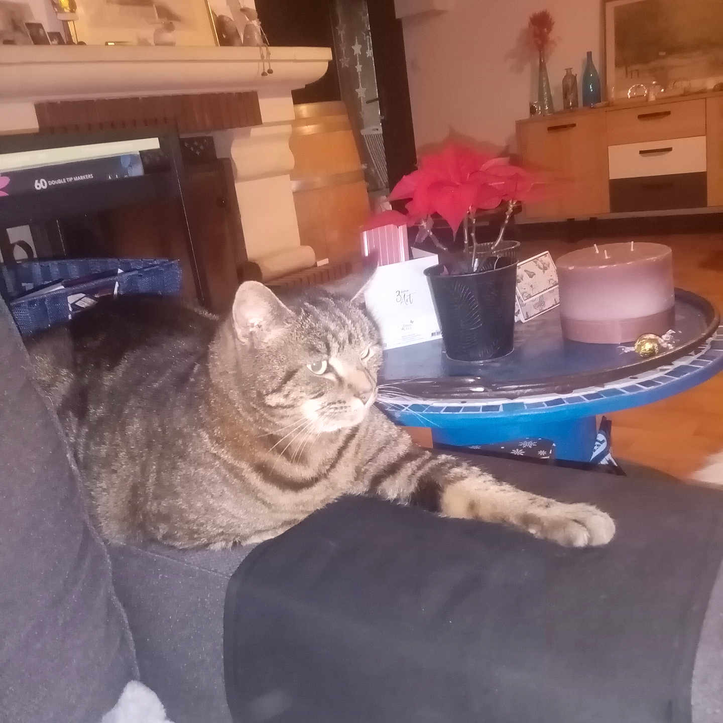 Couki participe au concours pour gagner de l'argent avec cette photo : animal, blanket, cabinet, candle, cat, couch, cozy, furniture, home_decor, indoor, living_room, paw, pet, picture_frame, plant, poinsettia, relaxed, tabby_cat, table, wooden_floor