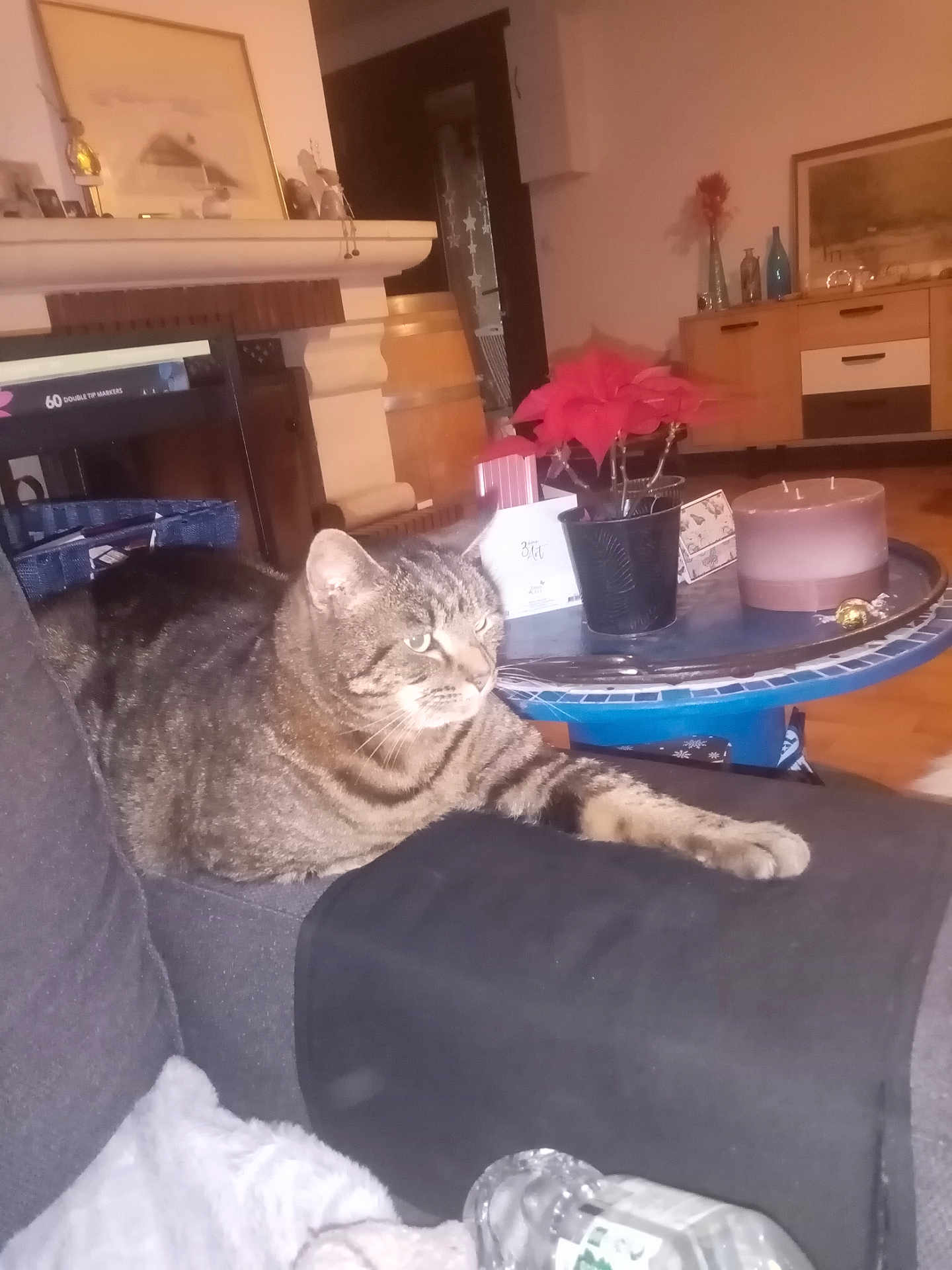 Couki participe au concours pour gagner de l'argent avec cette photo : cat, tabby_cat, couch, living_room, plant, poinsettia, candle, table, indoor, furniture, home_decor, cozy, relaxed, pet, animal, paw, wooden_floor, cabinet, picture_frame, blanket