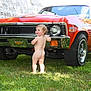 toddler, child, naked, grass, car, vintage_car, orange_car, chevrolet, front_bumper, outdoor, daylight, greenery, curious, baby, vehicle, wheel, head, face, side_view, classic_car