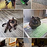 cat, kitten, siamese_cat, brown_fur, blue_eyes, collage, pet, animal, indoor, carpet, hardwood_floor, bed, chair, bow_tie, portrait, sitting, lying_down, looking_at_camera, home, furniture