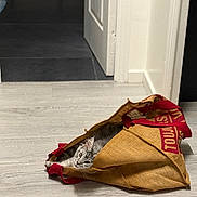 Zéphyr a rejoint le concours — aidez-le/la à gagner de superbes lots ! accessories, animal, bag, canine, cat, dog, handbag, hardwood, indoors, interiordesign, kitten, pet, plastic, plasticbag, purse, sack, shoppingbag, stainedwood, totebag, wood