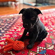 Aria participe au concours pour gagner de l'argent avec cette photo : puppy, dog, toy, knitted_toy, orange_toy, black_dog, indoor, rug, patterned_rug, floor, pet, animal, cute, sitting, young_dog, close_up, cozy, home, wooden_floor, decor
