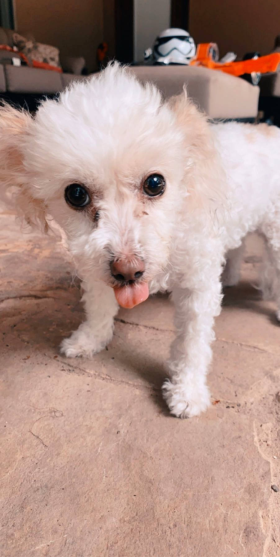 Coco is registered to the contest to win money with this photo: bichon, bichon_frise, bolognese, bolonka, canidae, carnivore, companion_dog, dog, dog_breed, maltepoo, mammal, miniature_poodle, non_sporting_group, poodle_crossbreed, puppy, schnoodle, terrier, toy_dog, toy_poodle, vertebrate