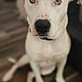 dog, white_dog, blue_eyes, pet, indoor, floor, wooden_floor, sitting, close_up, canine, animal, domestic_animal, looking_at_camera, collar, fur, ears, nose, portrait, calm, curious