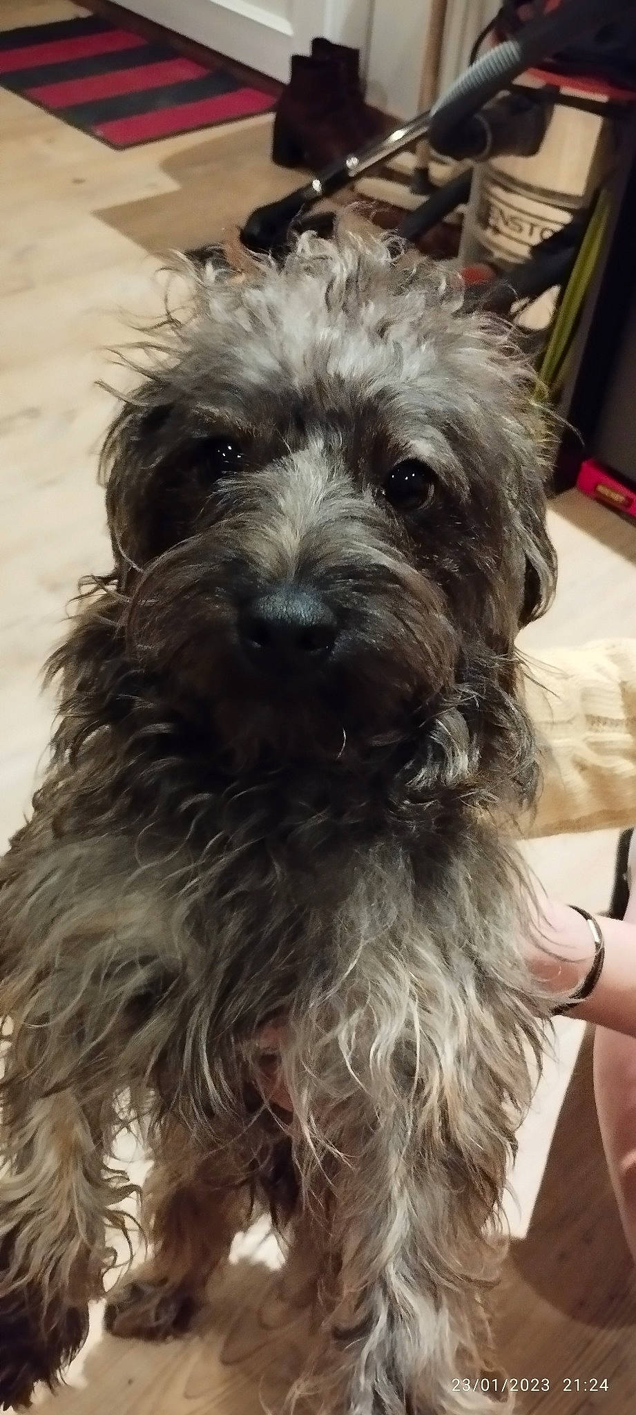 Tuc a rejoint le concours — aidez-le/la à gagner de superbes lots ! biewer_terrier, canidae, carnivore, cockapoo, companion_dog, dog, dog_breed, fur, liver, maltepoo, poodle_crossbreed, puppy_love, shih_poo, small_terrier, snout, sporting_group, terrier, toy_dog, working_animal, yorkipoo