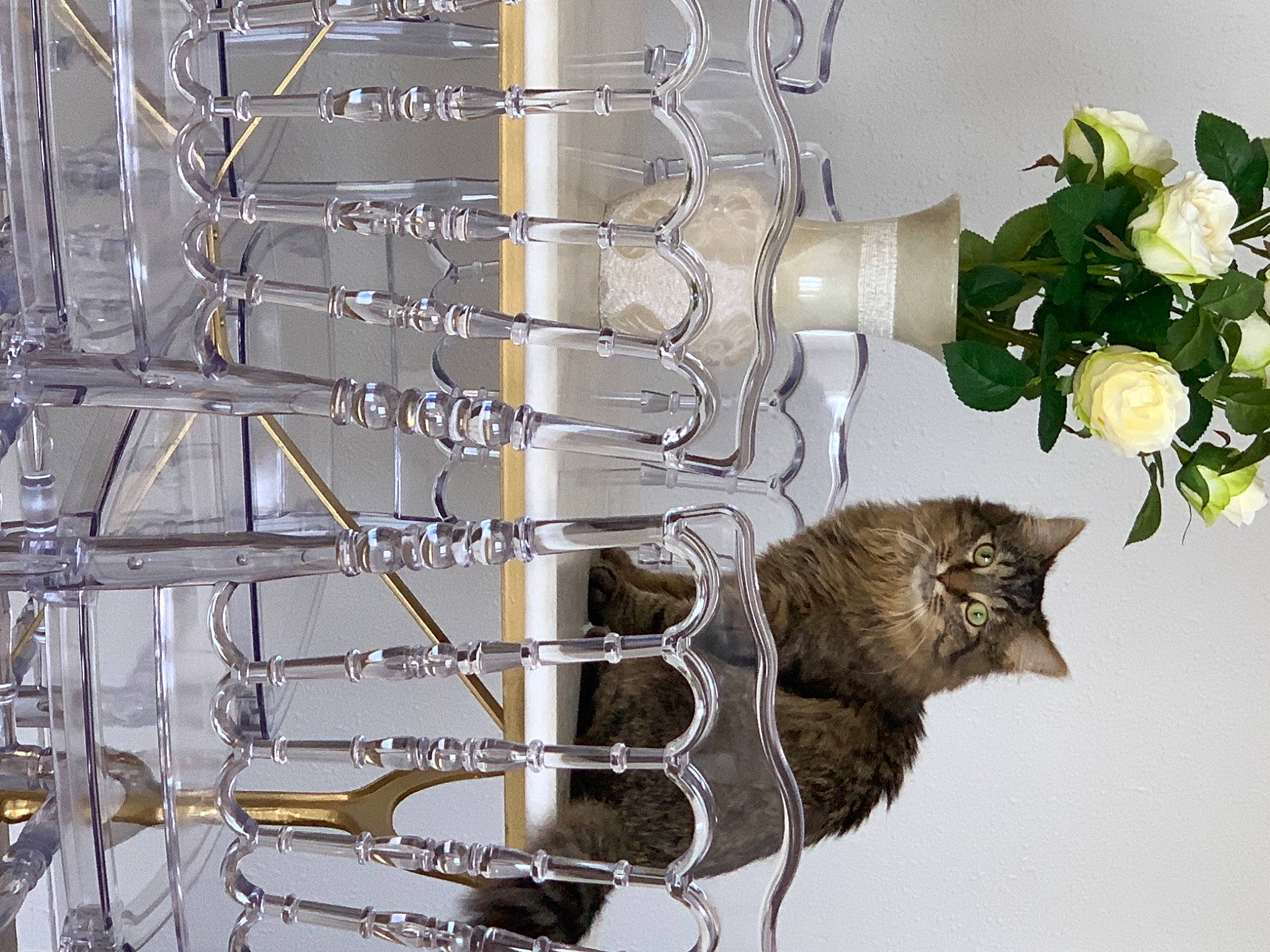 Dior participe au concours pour gagner de l'argent avec cette photo : candle, carnivore, cat, felidae, flower, flower_arranging, flowerpot, houseplant, material_property, petal, plant, rectangle, shelf, shelving, tree, twig, vase, white, window, wood