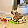 Yoshi joined the competition — help win amazing prizes! puppy, dog, toy, stuffed_animal, rope_toy, tennis_ball, floor, tile, pet_bed, indoor, small_dog, brown_fur, white_fur, curious, cute, playful, pet, animal, domestic, young