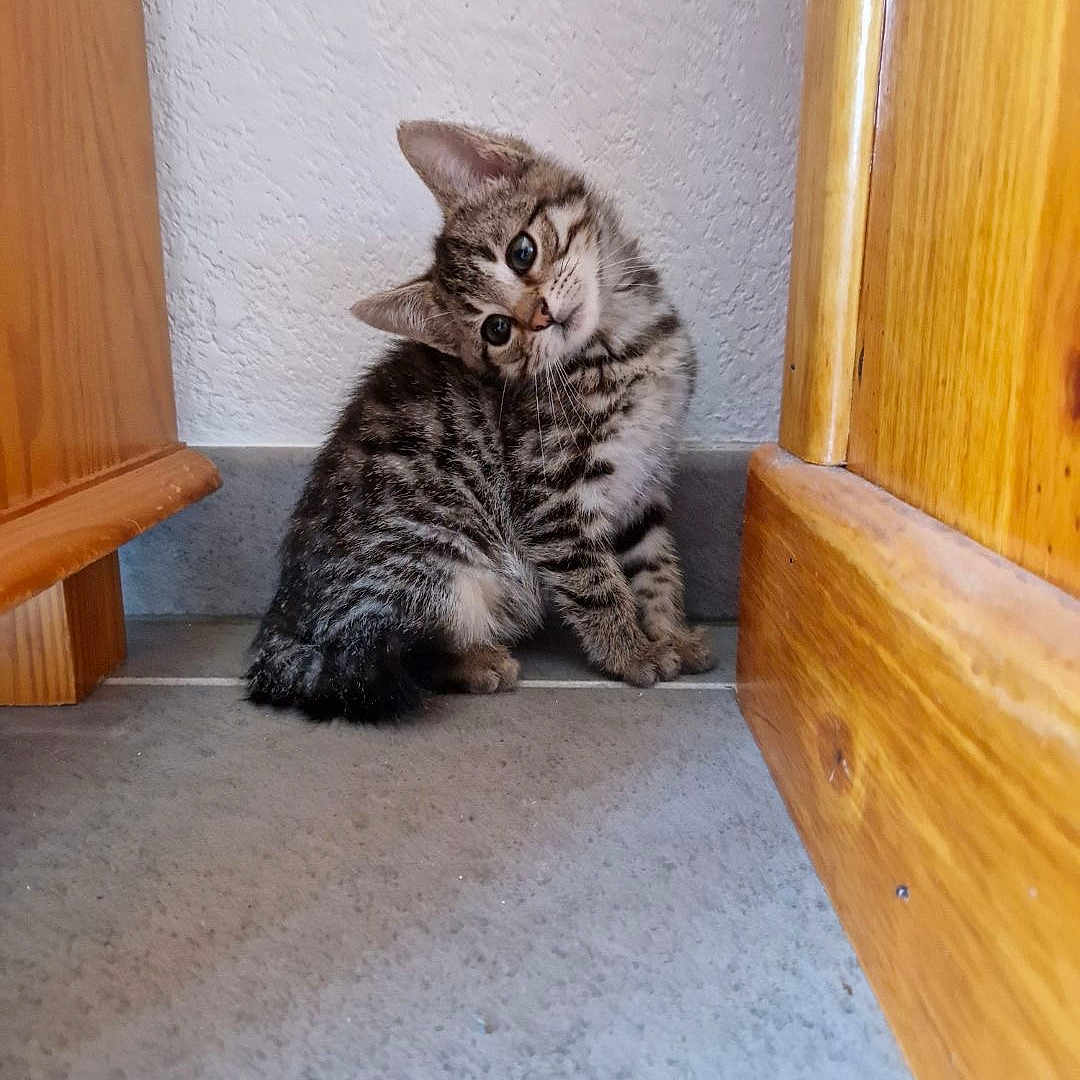 Pims a rejoint le concours — aidez-le/la à gagner de superbes lots ! kitten, cat, tabby, pet, animal, cute, indoor, floor, wooden_furniture, curious, small, young, tilted_head, gray, striped, whiskers, ears, sitting, looking, domestic