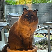 Wicket a rejoint le concours — aidez-le/la à gagner de superbes lots ! animal, beige, brown, calm, cat, chair, domestic, face, fence, fluffy, furniture, greenery, indoor, outdoor, patio, perch, pet, sitting, whiskers, window