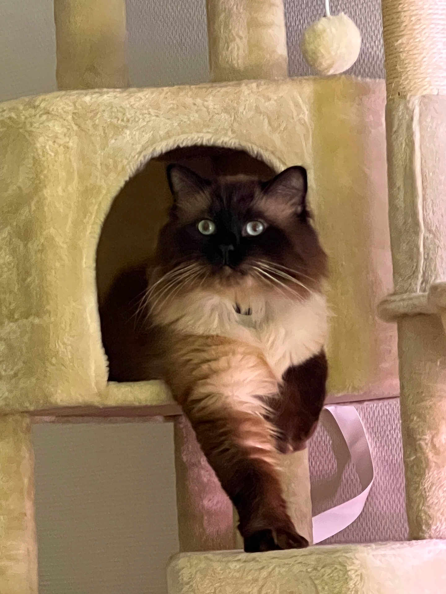 Wicket a rejoint le concours — aidez-le/la à gagner de superbes lots ! cat, fluffy, blue_eyes, cat_condo, relaxed, paw, feline, indoor, pet, toy_ball, fur, face, whiskers, playful, resting, home, animal, cute, domestic, comfortable