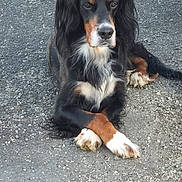 Oby Fontaine a rejoint le concours — aidez-le/la à gagner de superbes lots ! dog, black, brown, white_paws, long_hair, lying_down, crossed_paws, outdoor, gravel, quiet, calm, pet, animal, mammal, fur, ears, snout, nose, tail, relaxed