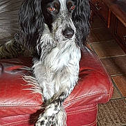 Tango participe au concours pour gagner de l'argent avec cette photo : animal, black_and_white, calm, close_up, companion, crossed_paws, dog, domestic, furry, house, indoor, long_ears, mammal, pet, portrait, red_leather_couch, relaxed, sitting, tile_floor, wooden_furniture