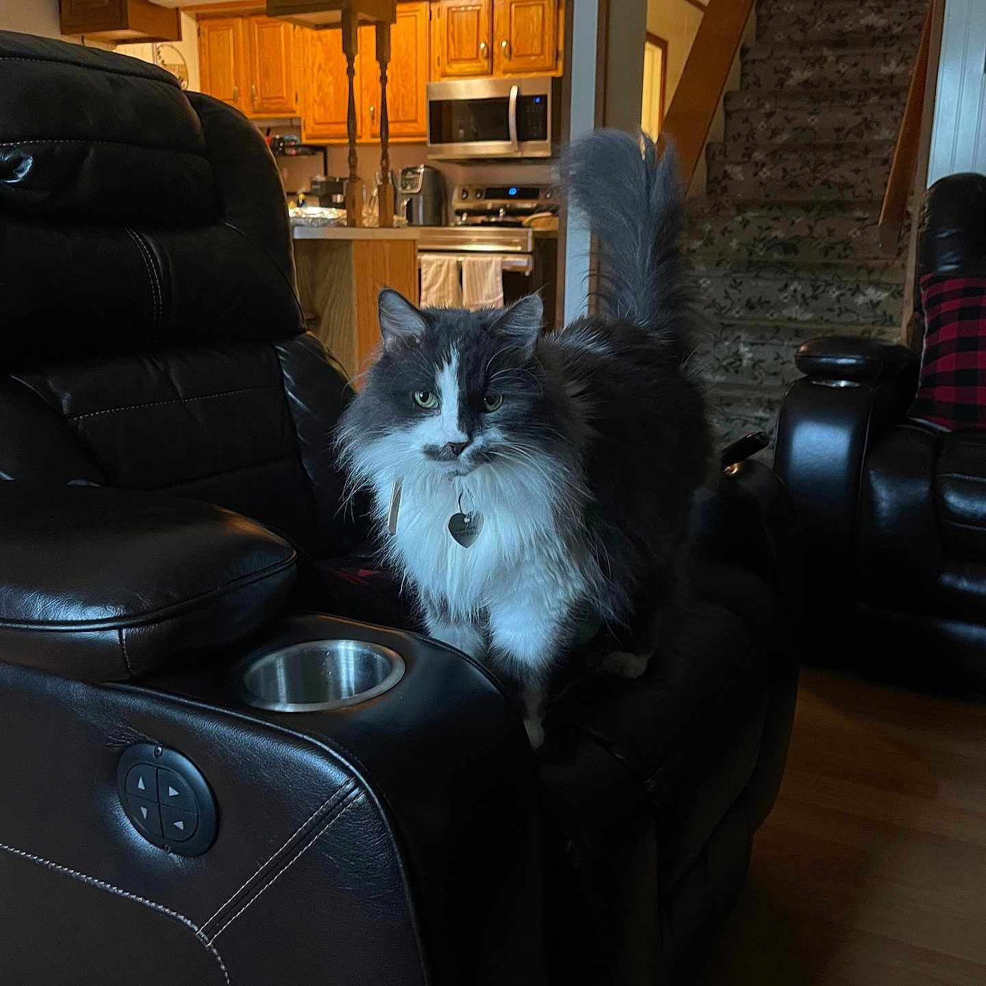 Chelsea joined the competition — help win amazing prizes! animal, appliance, architecture, armchair, building, cat, chair, couch, device, electricaldevice, furniture, hardwood, indoors, interiordesign, livingroom, microwave, oven, pet, room, wood