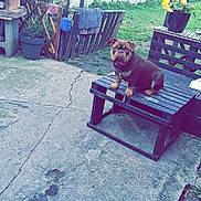 Mustang a rejoint le concours — aidez-le/la à gagner de superbes lots ! animal, bench, bulldog, concrete, dog, domestic_animal, fence, flower_pot, flowers, garden, greenery, nature, outdoor, pet, plant_pot, potted_plant, sitting, summer, wooden_bench, yard