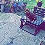 animal, bench, bulldog, concrete, dog, domestic_animal, fence, flower_pot, flowers, garden, greenery, nature, outdoor, pet, plant_pot, potted_plant, sitting, summer, wooden_bench, yard