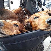 Izynou Et Hasko a rejoint le concours — aidez-le/la à gagner de superbes lots ! animal, black_stroller, brown_fur, canine, closeup, companion, cozy, cute, dachshund, dog, ears, fur, leash, outdoor, pet, relaxed, resting, sleeping, snout, stroller