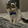 Spoki a rejoint le concours — aidez-le/la à gagner de superbes lots ! cat, bow_tie, bed, blanket, furry, indoor, pet, animal, fur, whiskers, tail, cute, tabby, white, brown, black, sitting, looking, expression, cozy