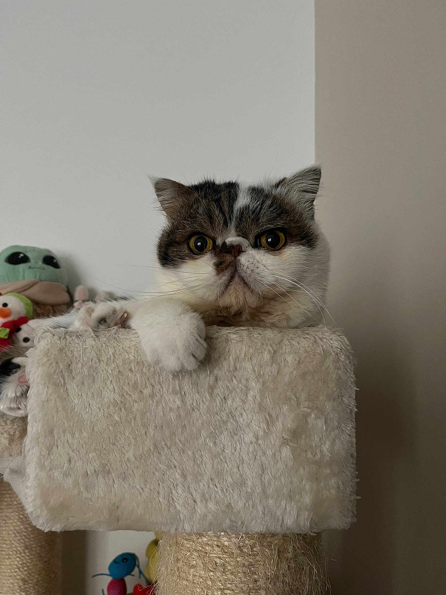 Spoki participe au concours pour gagner de l'argent avec cette photo : cat, pet, indoor, cat_tree, curious, feline, plush_toy, cozy, white_wall, closeup, tabby, paw, looking, cute, domestic_animal, relaxed, household, furniture, animal_face, playful