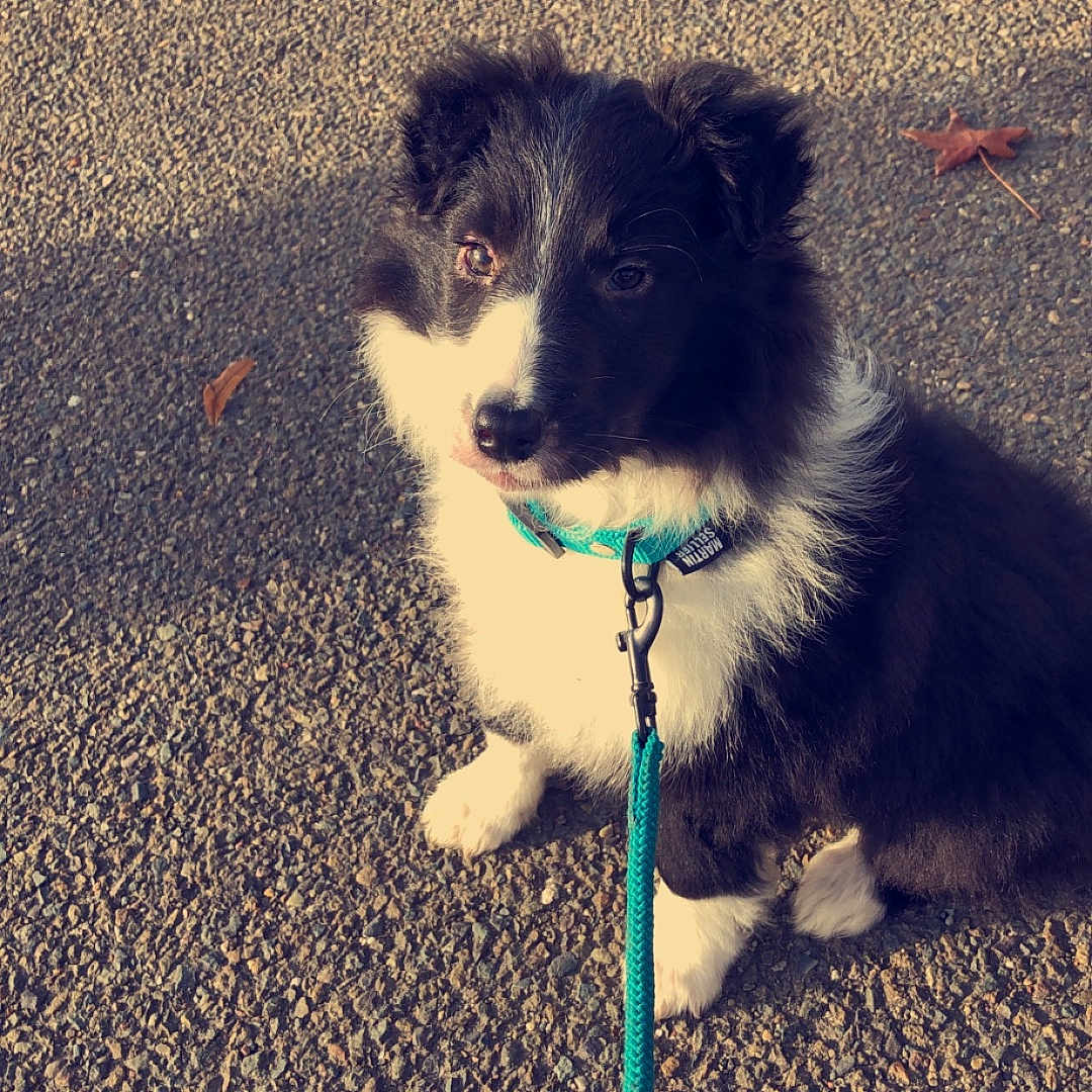 Mya a rejoint le concours — aidez-le/la à gagner de superbes lots ! accessories, animal, canine, cockerspaniel, collie, dog, gravel, leash, papillon, pet, puppy, road, strap, tarmac, terrier