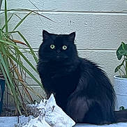 Limbo is registered to the contest to win money with this photo: black_cat, cat, animal, pet, seashell, plant, potted_plant, greenery, floor, tile, outdoor, nature, fur, whiskers, eyes, curious, sitting, wall, texture, still_life