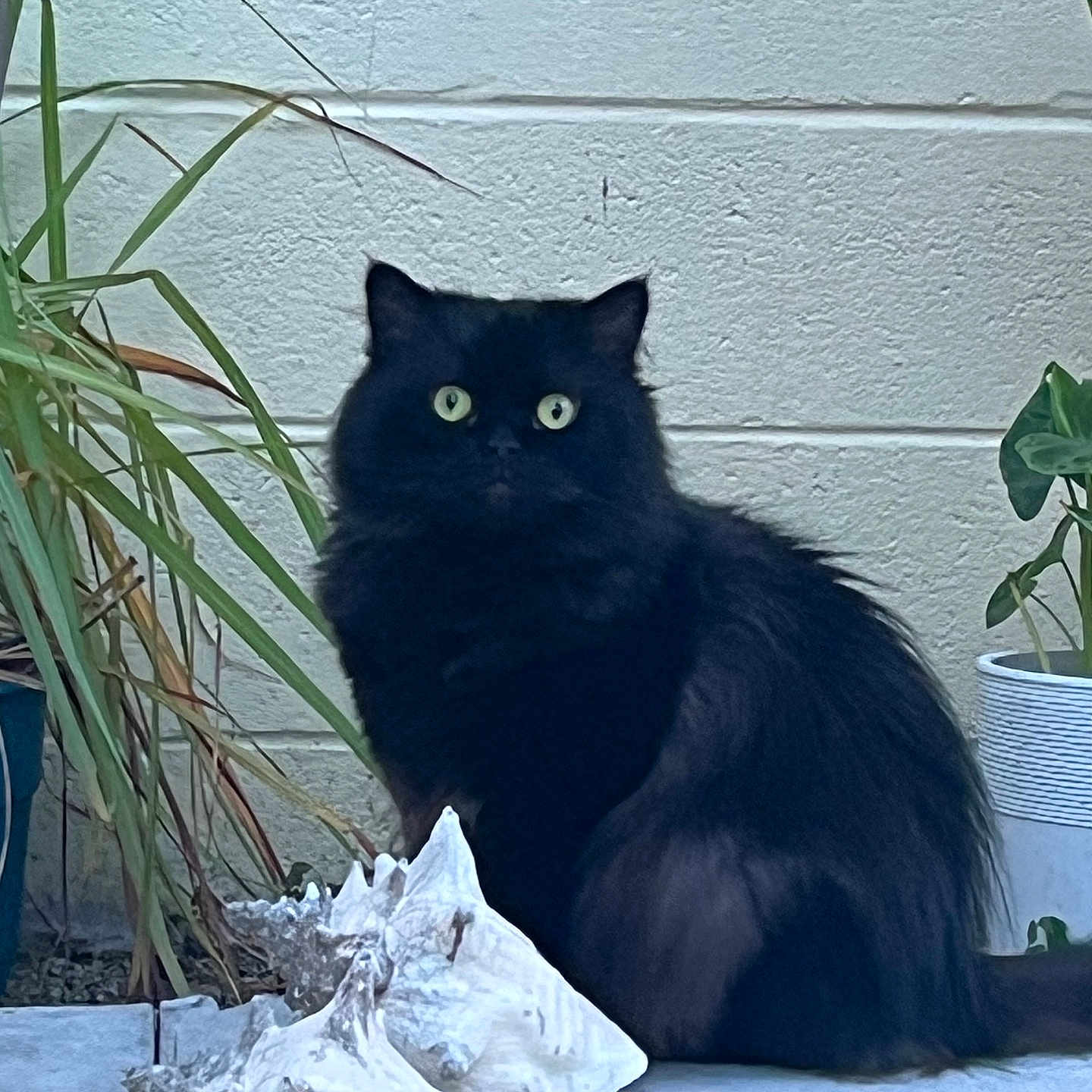 Limbo is registered to the contest to win money with this photo: animal, black_cat, cat, curious, eyes, floor, fur, greenery, nature, outdoor, pet, plant, potted_plant, seashell, sitting, still_life, texture, tile, wall, whiskers