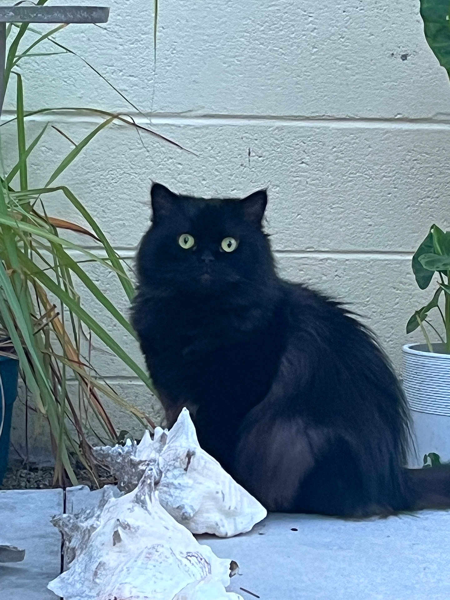 Limbo is registered to the contest to win money with this photo: black_cat, cat, animal, pet, seashell, plant, potted_plant, greenery, floor, tile, outdoor, nature, fur, whiskers, eyes, curious, sitting, wall, texture, still_life