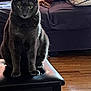 Binx joined the competition — help win amazing prizes! cat, gray_cat, stool, furniture, living_room, couch, pillow, wooden_floor, pet, animal, indoor, sitting, yellow_eyes, fur, whiskers, ears, looking, domestic_cat, home, cozy