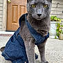 cat, gray_cat, denim_jacket, outdoor, porch, door, potted_plant, concrete_floor, pet, feline, animal, yellow_eyes, fur, closeup, fashion, apparel, serious, looking_at_camera, front_legs, domestic_cat