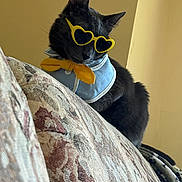Binx joined the competition — help win amazing prizes! cat, black_cat, sunglasses, heart_shaped_sunglasses, bow_tie, couch, patterned_couch, indoor, pet, feline, accessory, yellow, blue_collar, cute, stylish, animal, relaxed, portrait, side_view, funny