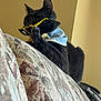 Binx is registered to the contest to win money with this photo: cat, black_cat, sunglasses, yellow_sunglasses, bandana, blue_bandana, couch, patterned_couch, indoor, pet, animal, feline, playful, resting, paw, closeup, side_view, cute, domestic_cat, household