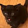 Skitty
