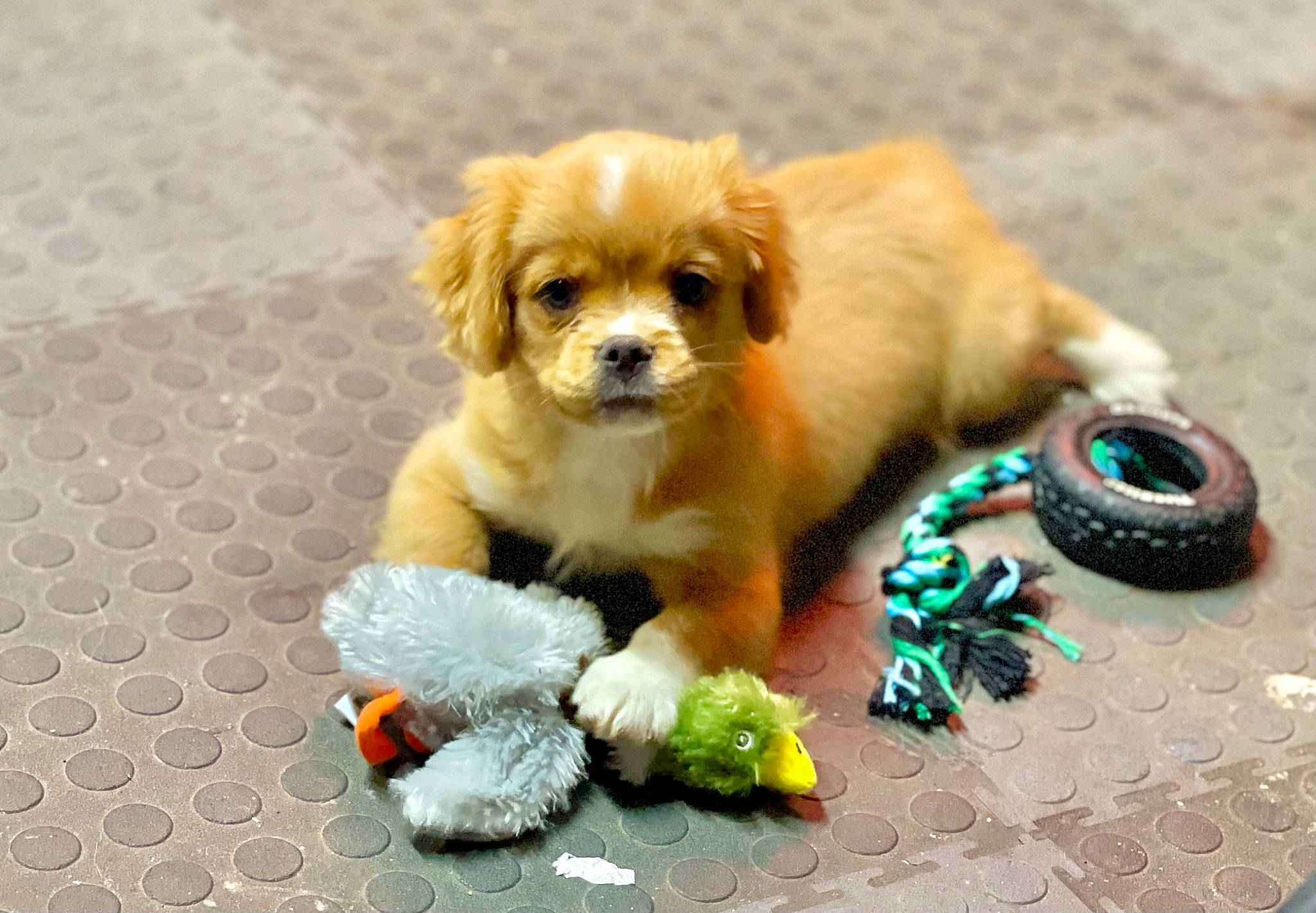 Tugger is registered to the contest to win money with this photo: canidae, carnivore, collar, companion_dog, dog, dog_breed, dog_collar, dog_supply, fashion_accessory, fawn, flooring, fur, german_spitz, liver, plant, snout, sporting_group, toy, toy_dog, working_animal