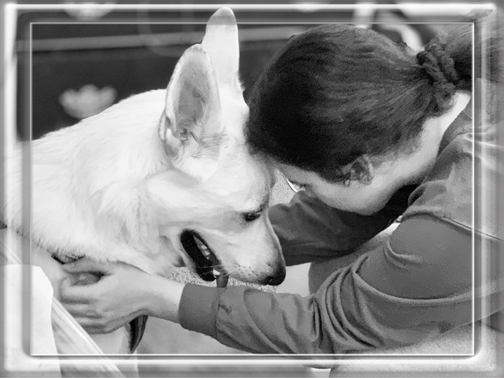 Jett joined the competition — help win amazing prizes! black_and_white, canidae, carnivore, companion_dog, dog, dog_breed, ear, mammal, photography, snapshot