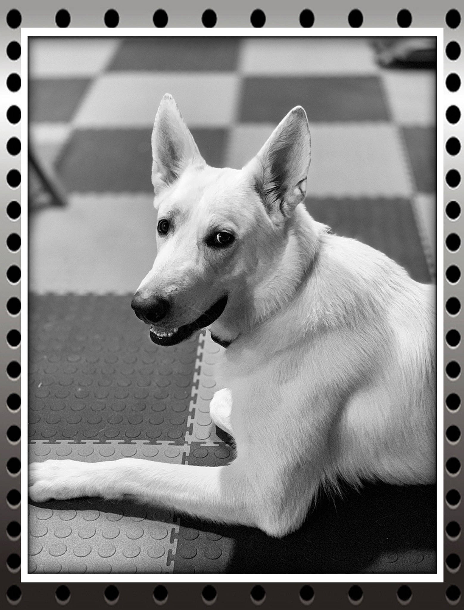 Jett joined the competition — help win amazing prizes! berger_blanc_suisse, black_and_white, canaan_dog, canidae, carnivore, carolina_dog, dog, dog_breed, mammal, norwegian_buhund, notebook, pariah_dog, photo_caption, photography, snout, vertebrate, white_shepherd