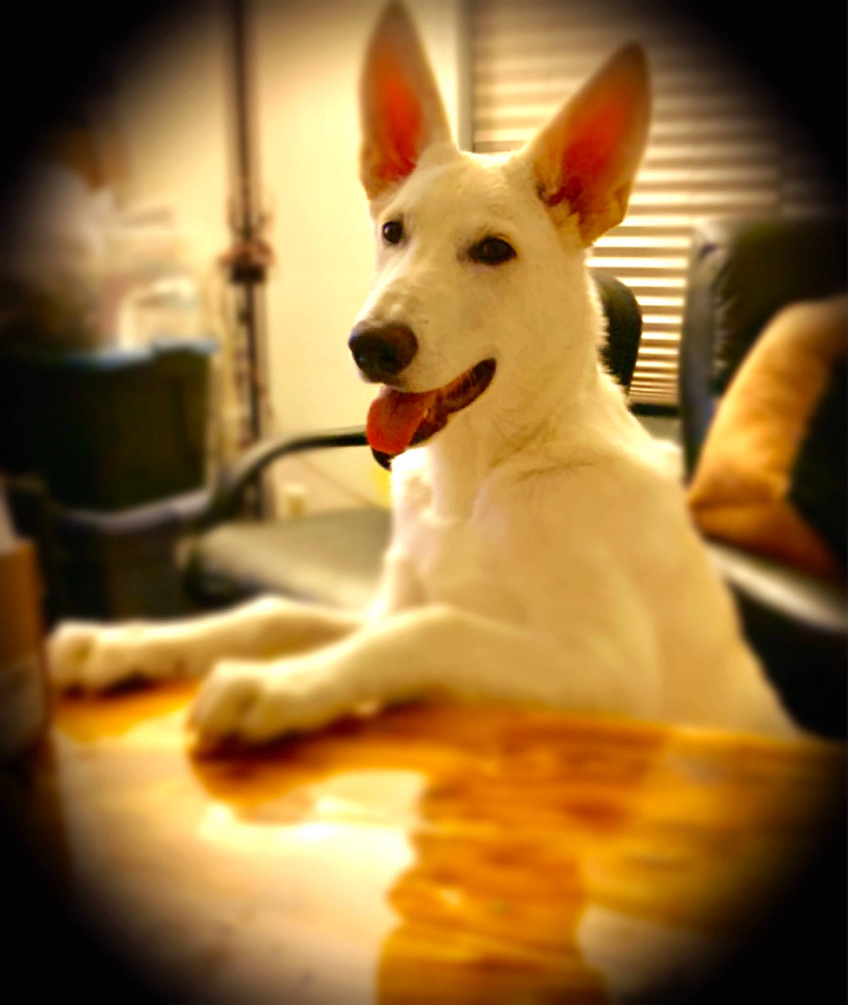 Jett joined the competition — help win amazing prizes! berger_blanc_suisse, canaan_dog, canidae, carnivore, carolina_dog, dog, dog_breed, korean_jindo_dog, mammal, non_sporting_group, rare_breed_dog, snout, vertebrate, white_shepherd