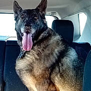 Macy is registered to the contest to win money with this photo: automotive_interior, backseat, black_and_tan, canine, car, collar, date_stamp, dog, fluffy, german_shepherd, indoor, large_dog, panting, pet, portrait, sitting, tag, tongue_out, upright_ears, vehicle