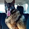 automotive_interior, backseat, black_and_tan, canine, car, collar, date_stamp, dog, fluffy, german_shepherd, indoor, large_dog, panting, pet, portrait, sitting, tag, tongue_out, upright_ears, vehicle