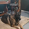 Macy is registered to the contest to win money with this photo: black_and_brown, carpet, chair, dog, dog_bed, ears, floor, german_shepherd, home, houseplants, indoors, large_dog, living_room, long_legs, lying_down, paws, pet, portrait, table, wooden_furniture