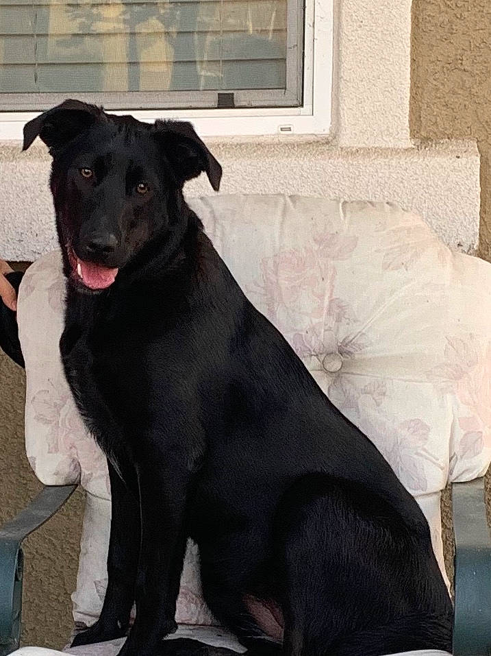 Lyka joined the competition — help win amazing prizes! black, canidae, carnivore, collar, comfort, companion_dog, dog, dog_breed, dog_collar, fur, home, living_room, pet_supply, snout, sporting_group, terrestrial_animal, tongue, vertebrate, whiskers, working_animal