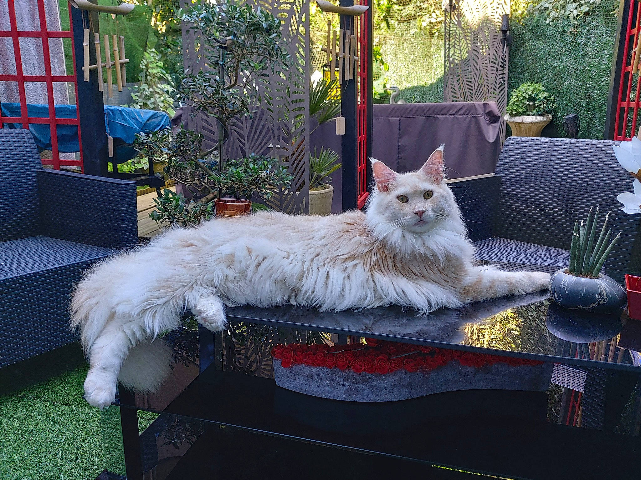 Oracle participe au concours pour gagner de l'argent avec cette photo : carnivore, cat, chair, comfort, couch, curtain, domestic_short_haired_cat, fawn, felidae, fur, furniture, outdoor_furniture, paw, plant, selkirk_rex, small_to_medium_sized_cats, tail, tree, whiskers, window