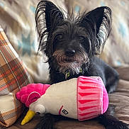 Jager is registered to the contest to win money with this photo: animal, black_dog, closeup, couch, cupcake, cute, dog, ears, fur, home, indoor, pet, pillow, plush_toy, portrait, relaxed, snout, soft, toy, unicorn