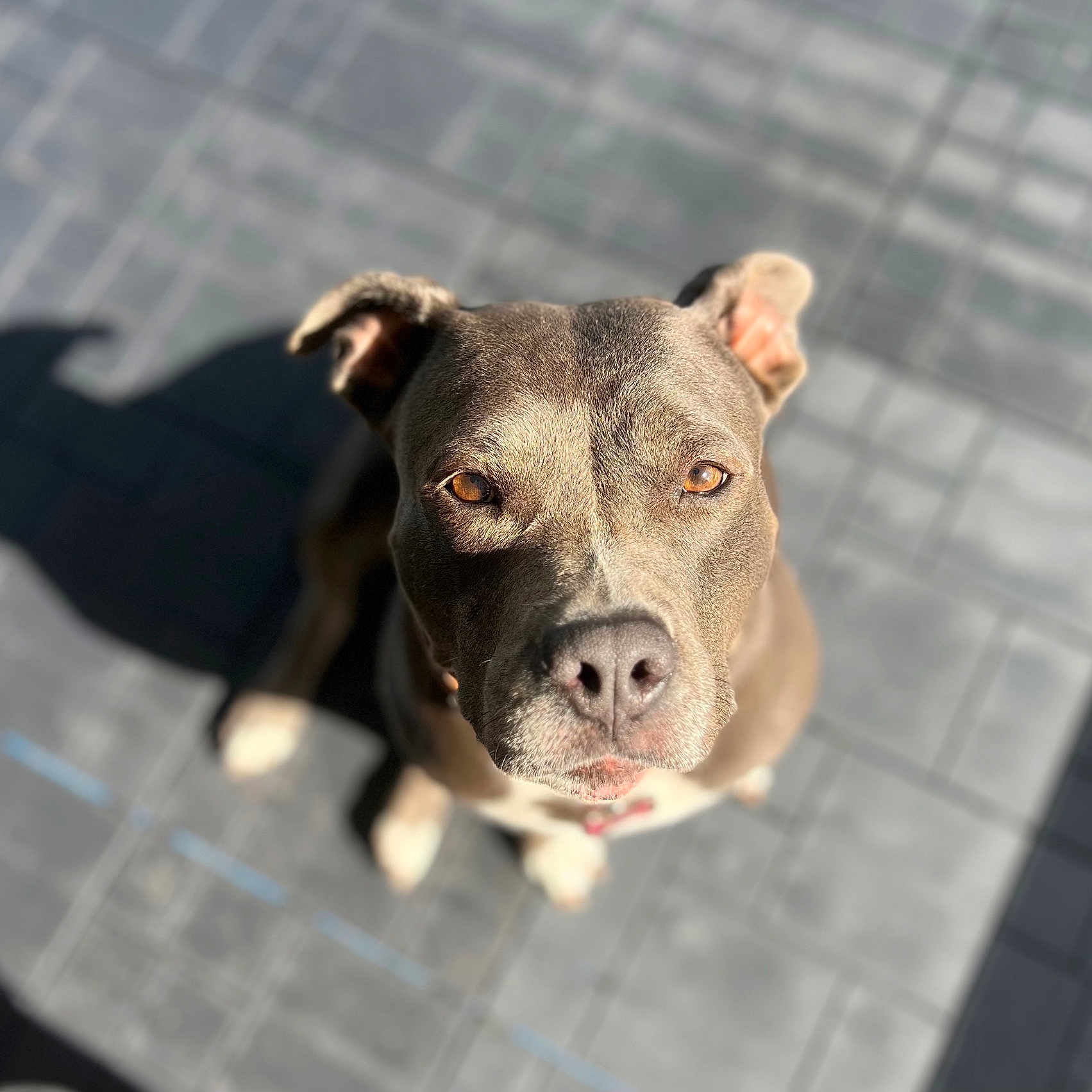 Shelbie is registered to the contest to win money with this photo: alert, animal, brown_fur, canine, close_up, curious, daylight, dog, domestic_animal, ears, floor_tiles, looking_up, nose, outdoor, pet, portrait, shadow, sitting, sunlight, watchful