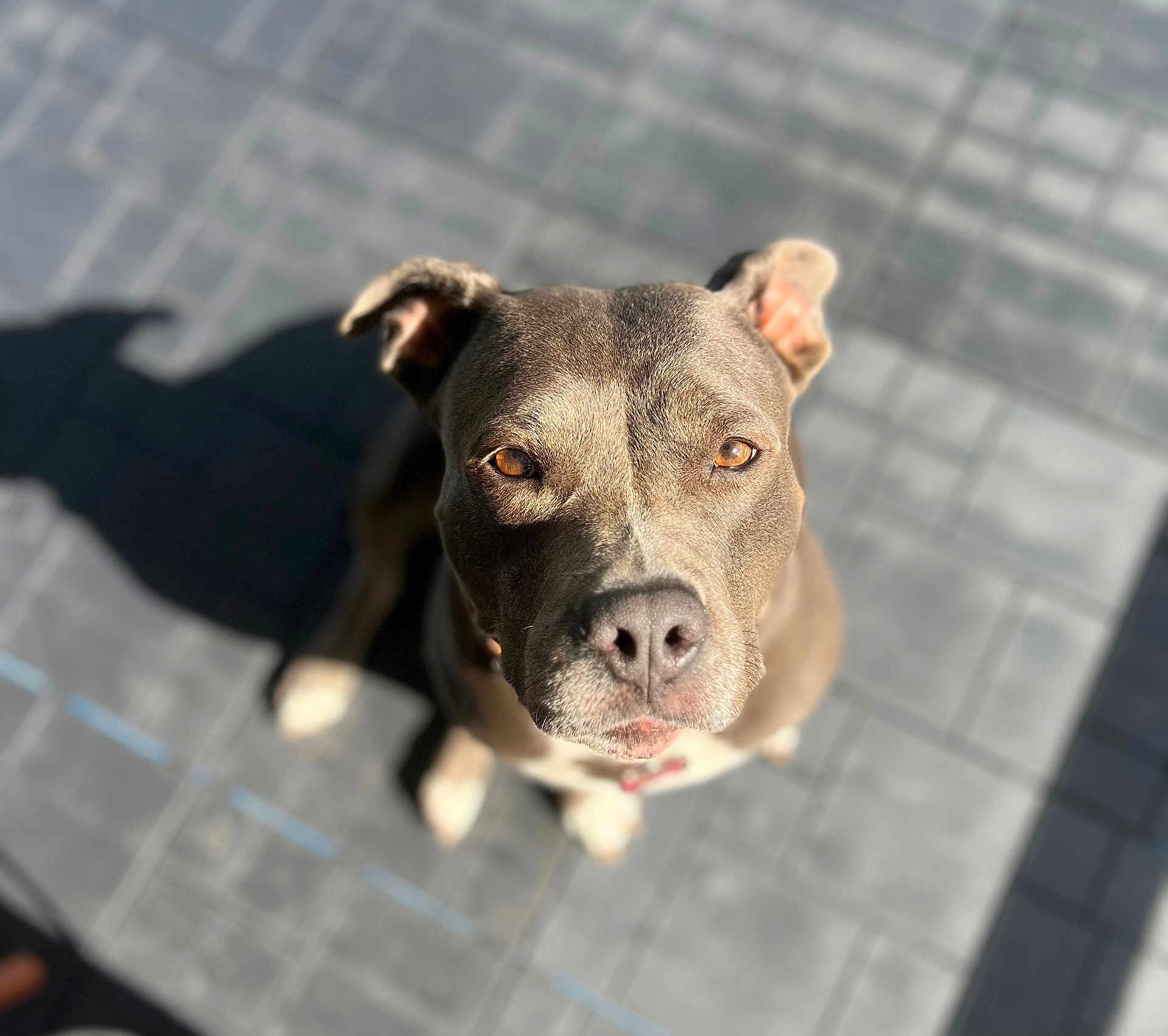 Shelbie is registered to the contest to win money with this photo: dog, pet, animal, looking_up, brown_fur, ears, nose, shadow, sunlight, outdoor, floor_tiles, close_up, portrait, canine, watchful, domestic_animal, alert, sitting, daylight, curious