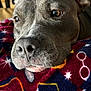 Shelbie joined the competition — help win amazing prizes! dog, close_up, gray_dog, resting, blanket, patterned_blanket, stars, glasses_pattern, fur, nose, ears, eyes, portrait, indoor, cozy, calm, pet, animal, snout, warm_light