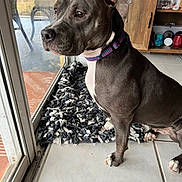 Shelbie is registered to the contest to win money with this photo: dog, indoor, gray_dog, white_markings, collar, rug, glass_door, tile_floor, furniture, sitting, pet, looking_outside, domestic, canine, side_view, ears, paws, window, home_interior, calm