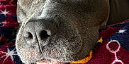 Shelbie joined the competition — help win amazing prizes! dog, close_up, gray_dog, pet, resting, blanket, patterned_blanket, cozy, indoor, portrait, face, fur, animal, nose, whiskers, brown_eyes, relaxed, cute, domestic_animal, companion