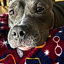 dog, close_up, gray_dog, pet, resting, blanket, patterned_blanket, cozy, indoor, portrait, face, fur, animal, nose, whiskers, brown_eyes, relaxed, cute, domestic_animal, companion