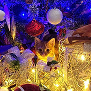Diego joined the competition — help win amazing prizes! cat, christmas_tree, ornament, decoration, lights, holiday, festive, orange_cat, cute, curious, glowing, gift_box, ribbon, snow_effect, toy, plush, indoors, celebration, winter, seasonal